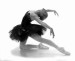 balet čierna labut
